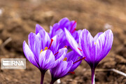 برداشت زعفران در خراسان رضوی آغاز شد