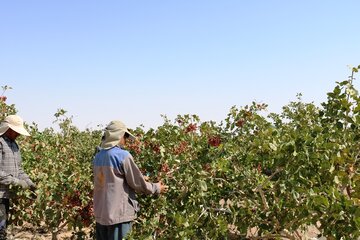 برداشت پسته در شهرستان خاتم قطب تولید پسته در استان یزد