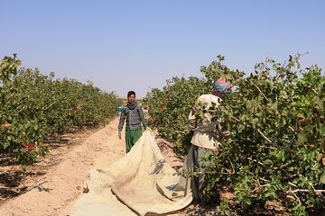 برداشت پسته در شهرستان خاتم قطب تولید پسته در استان یزد