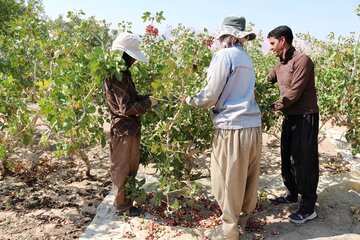 برداشت پسته در شهرستان خاتم قطب تولید پسته در استان یزد