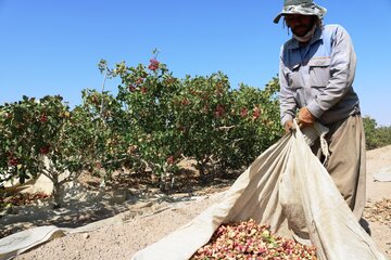 برداشت پسته در شهرستان خاتم قطب تولید پسته در استان یزد