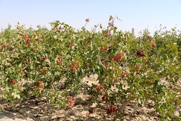 طرح کنترل آفات باغات با استفاده از حشرات مفید درقم اجرایی شد