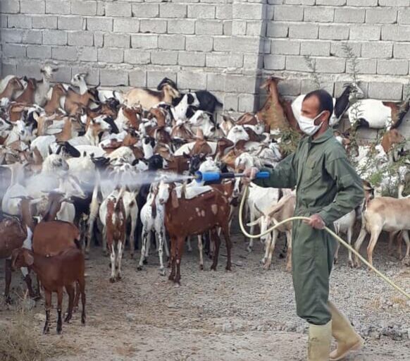 بیش از ۵۰ هزار راس دام در خمیر علیه بیماری واکسینه شدند