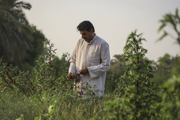 برداشت چای قرمز در روستای علوه کارون