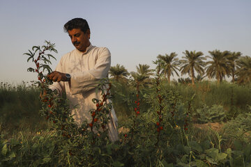 برداشت چای قرمز در روستای علوه کارون