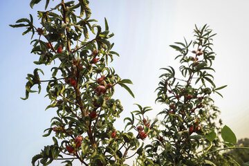 برداشت چای قرمز در روستای علوه کارون