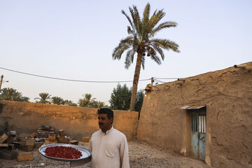 برداشت چای قرمز در روستای علوه کارون