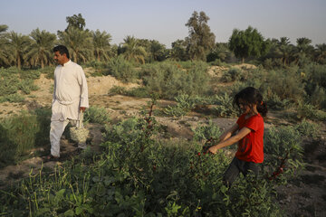 برداشت چای قرمز در روستای علوه کارون