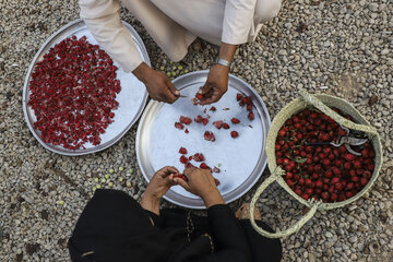 برداشت چای قرمز در روستای علوه کارون