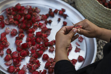 برداشت چای قرمز در روستای علوه کارون