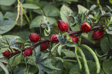 برداشت چای قرمز در روستای علوه کارون