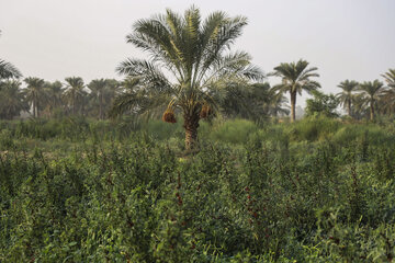 برداشت چای قرمز در روستای علوه کارون