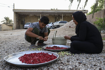 برداشت چای قرمز در روستای علوه کارون