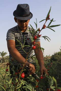 برداشت چای قرمز در روستای علوه کارون