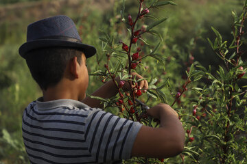 برداشت چای قرمز در روستای علوه کارون