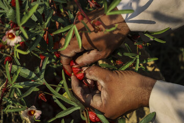 برداشت چای قرمز در روستای علوه کارون