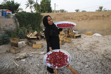 برداشت چای قرمز در روستای علوه کارون