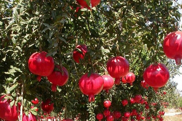 افزایش ۴۸ درصدی تولیدات باغی یزد با بهره‌وری از منابع آب