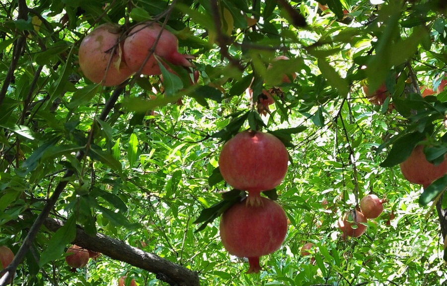 برداشت انار در ایذه آغاز شد