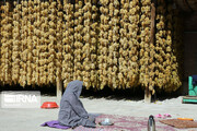 Grape harvesting in Northwestern Iran