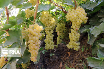 Grape harvesting in Northwestern Iran