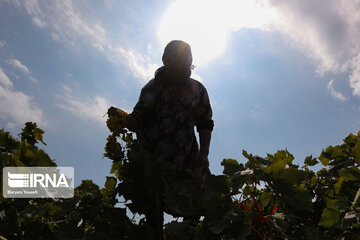 Grape harvesting in Northwestern Iran