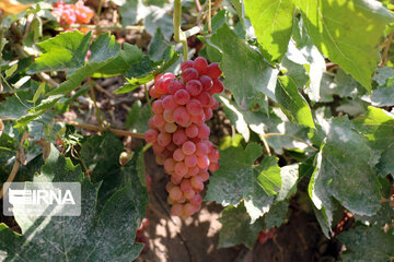 Grape harvesting in Northwestern Iran