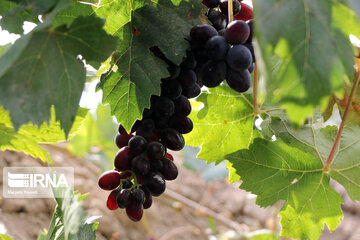 Grape harvesting in Northwestern Iran