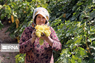 Grape harvesting in Northwestern Iran