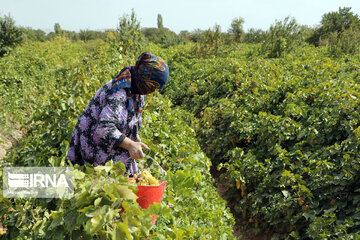 Grape harvesting in Northwestern Iran