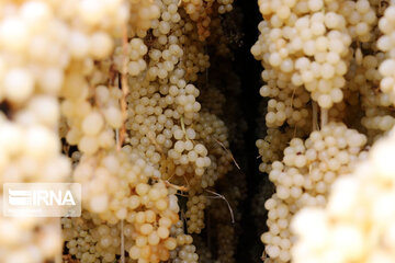 Grape harvesting in Northwestern Iran