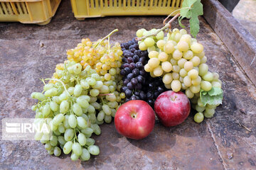 Grape harvesting in Northwestern Iran