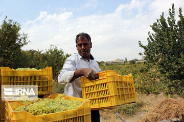 Grape harvesting in Northwestern Iran