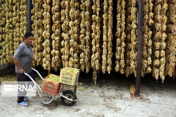 Grape harvesting in Northwestern Iran