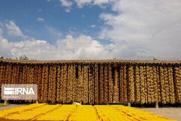 Grape harvesting in Northwestern Iran