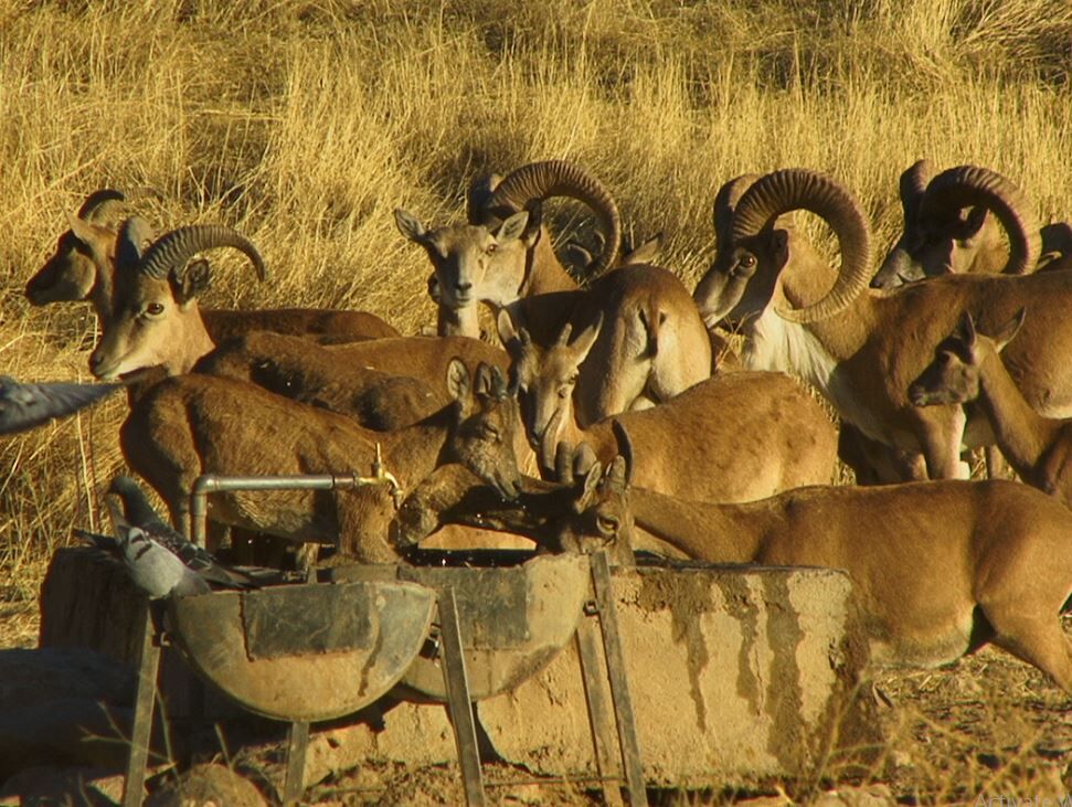 سرشماری پاییزه پستانداران علفخوار خراسان رضوی آغاز شد