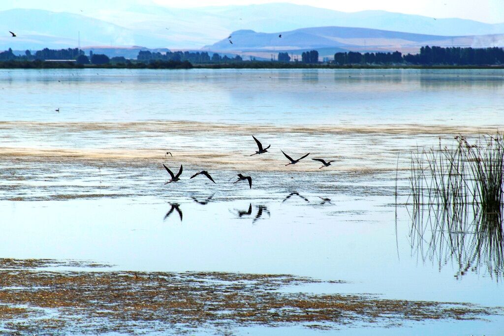 Iran's Meighan Wetland hosts migratory birds