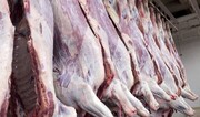 بیش از ۲ میلیون کیلوگرم گوشت گرم دام وارد چرخه مصرف در زنجان شد