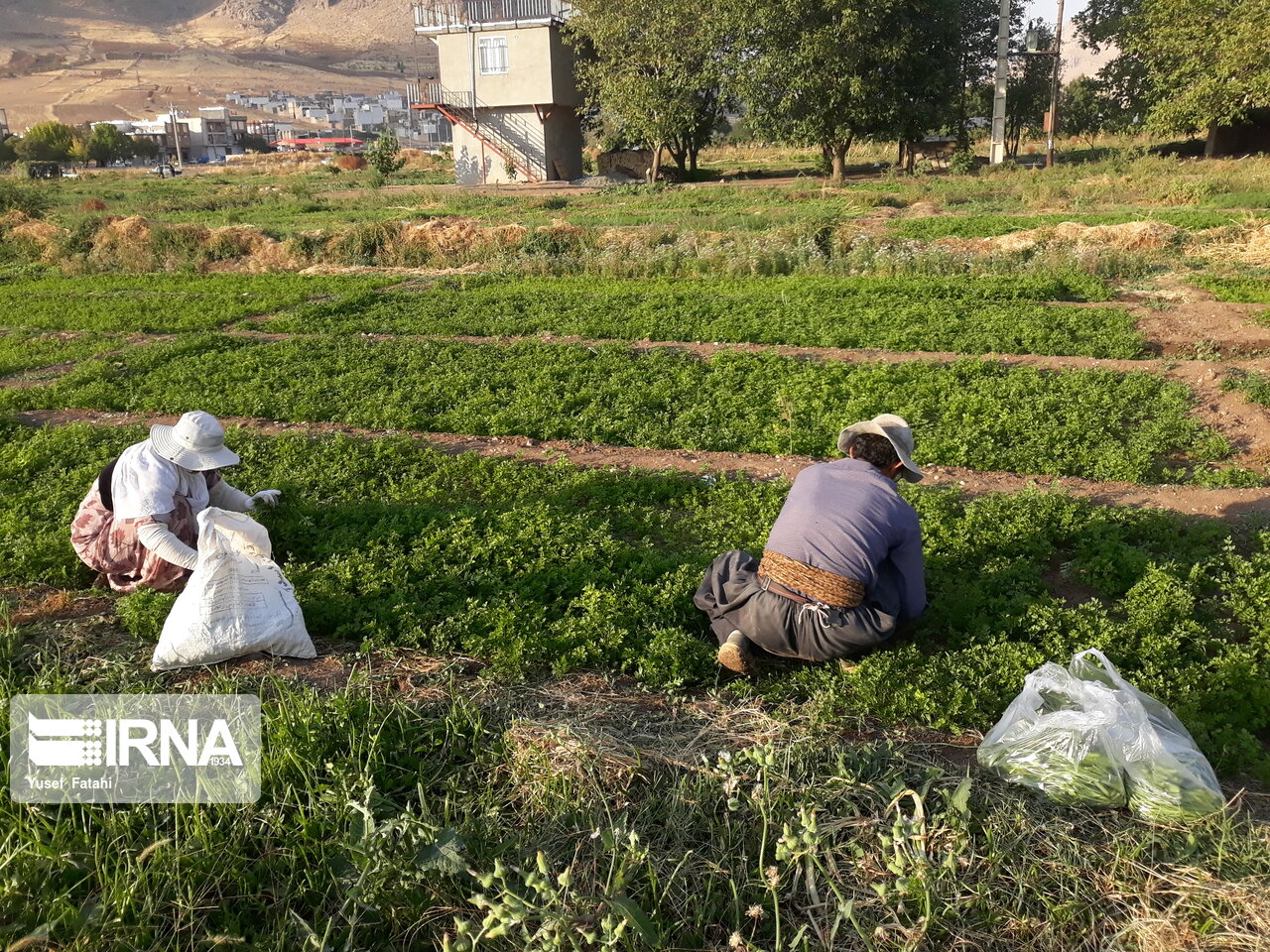 فرماندار: بحران کم آبی بر کشاورزی روانسر بیشترین تاثیر را داشته است