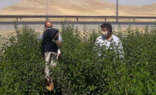 12 سایت تحقیقاتی - آموزشی کشاورزی در قزوین ایجاد شده است