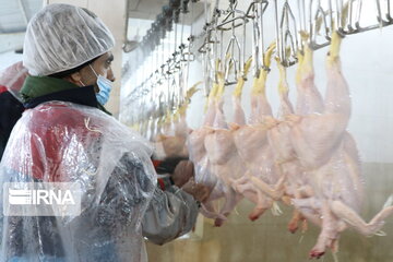 تولید گوشت طیور اصفهان در ۷ سال گذشته ۳۹ درصد افزایش یافت