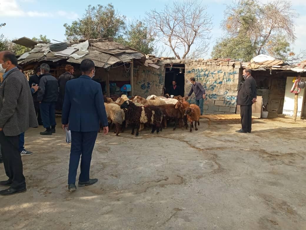 27 واحد غیرمجاز فروش دام زنده در بخش کهریزک جمع‌آوری شد