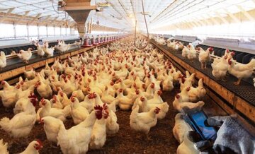 صنعت مرغداری سمنان با سرمایه‌گذاری ۱۰ هزار میلیارد ریالی فعال است