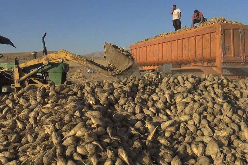 زمان تحویل چغندر به کارخانه قند چهارمحال و بختیاری یک روزه شد