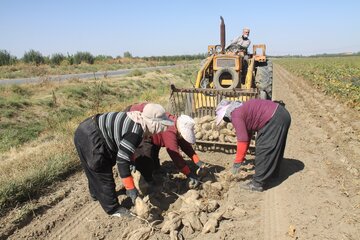 برداشت چغندر در قطب تولید این محصول خراسان رضوی ۲۰ درصد کاهش یافت