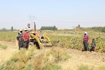 فصل برداشت چغندرقند در مهاباد