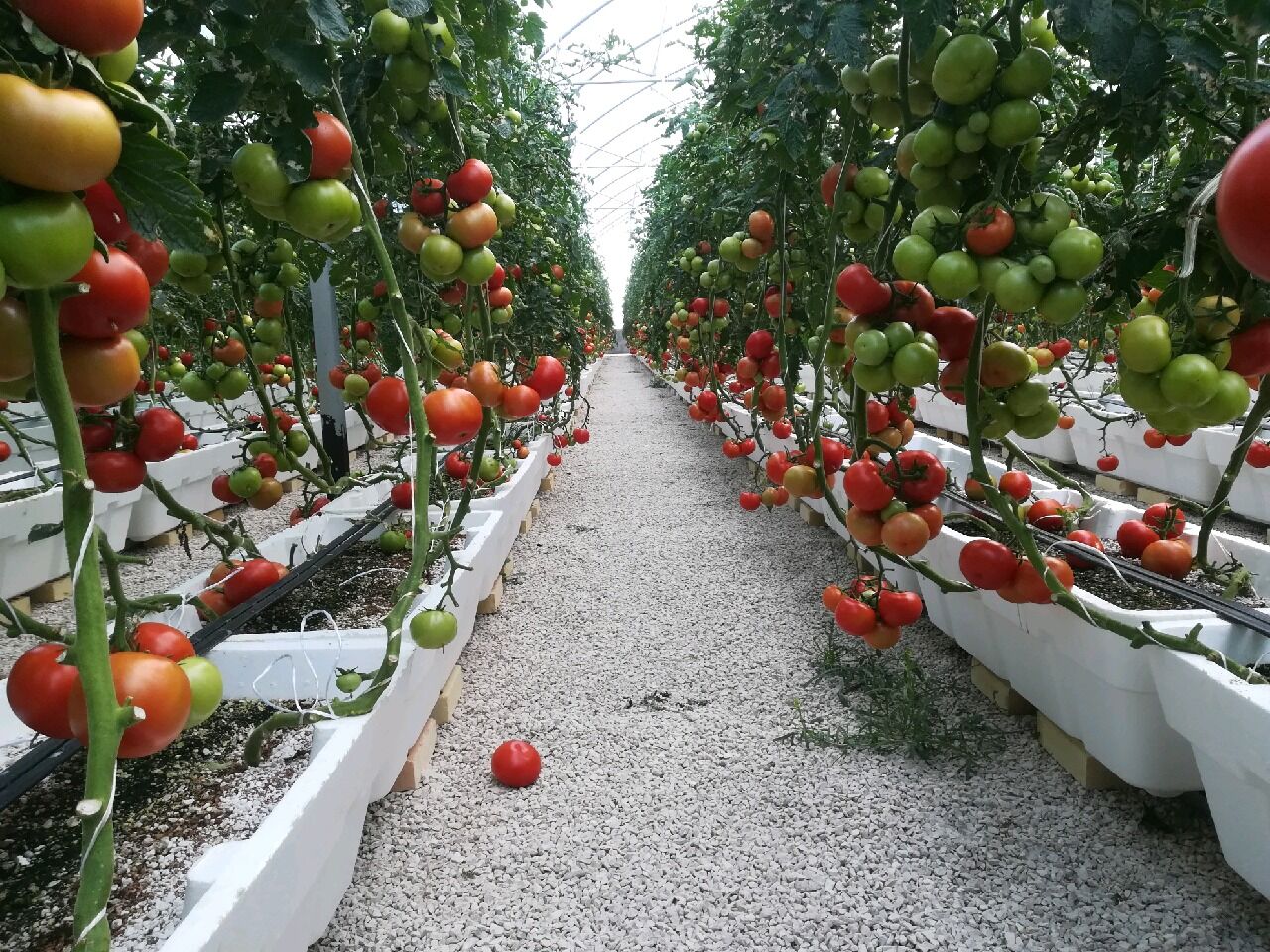 Iran leaps in greenhouse cultivation