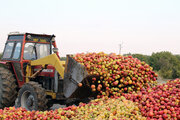 ۴۵۰۰ تُن سیب صنعتی در مهاباد خریداری شد