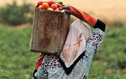 زنان روستایی آذربایجان‌غربی تسهیلات ۵۰۰ میلیون ریالی دریافت می‌کنند