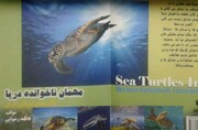 مهمان ناخوانده دریا منبعی معتبر برای کودکان ایران